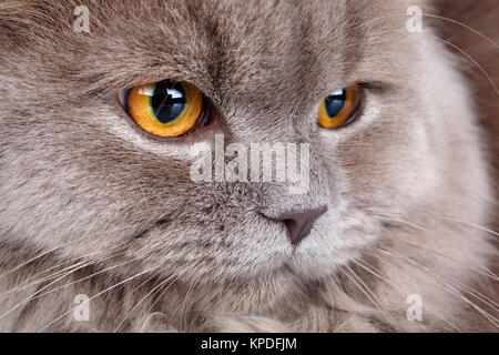 portrait of gray cat with yellow eyes Stock Photo