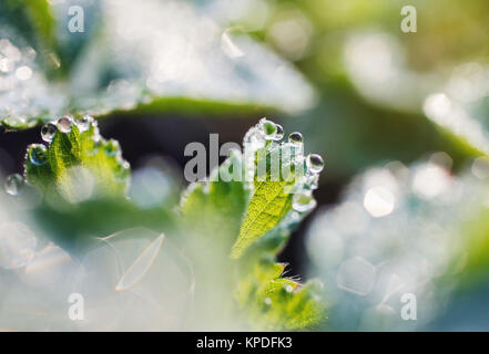 dew drops on the leaves of strawberry Stock Photo