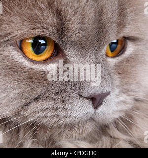 portrait of gray cat with yellow eyes Stock Photo