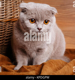 gray cat with yellow eyes Scottish Fold Stock Photo