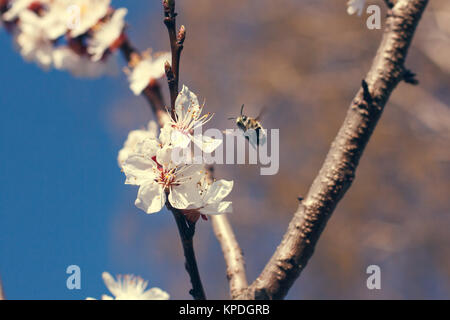 Closeup of honey bee in cherry blossoms Stock Photo