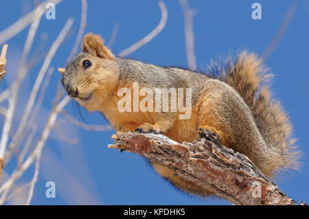 Winter Squirrel - A cute squirrel standing on the tip of a broken branch. Stock Photo