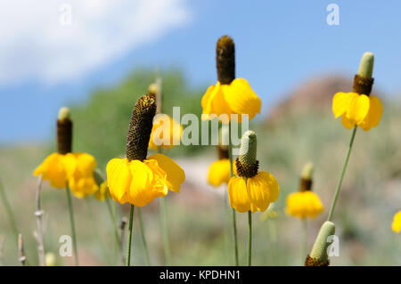 Yellow Prairie Coneflowers - Flowers with yellow skirt blooming on a mountain hill. Ratibida columnifera, also called 'Yellow Mexican Hat'. Stock Photo