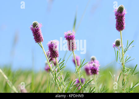 Wildflowers of Colorado - Purple Prairie Clover Flowers, Dalea purpurea. Stock Photo