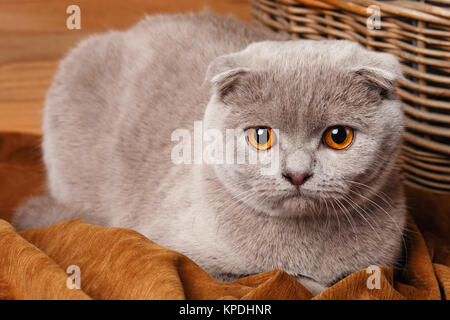 gray cat with yellow eyes Scottish Fold Stock Photo