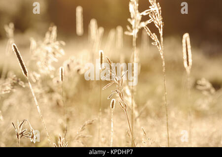Morning Frost  - A back-lit view of morning frost in warm sunlight. Stock Photo