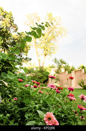 Flower garden with multicolored zinnias and with wall and tall trees in the background - selective focus Stock Photo