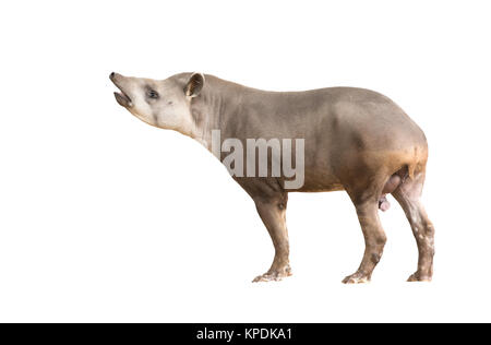 South American Tapir or Brazilian Tapir isolated Stock Photo