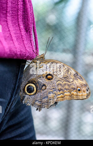 Owl Butterfly (Caligo eurilochus, Bananenfalter) sitting on the purple sweater of a woman Stock Photo