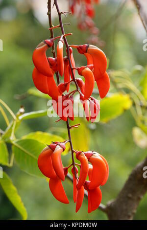 coral tree (erythrina falcata) Stock Photo