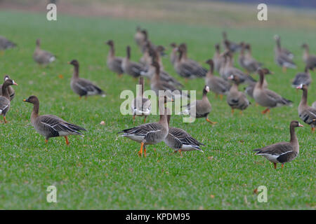 bean geese Stock Photo