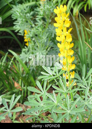 yellow lupine (lupinus lutens) Stock Photo