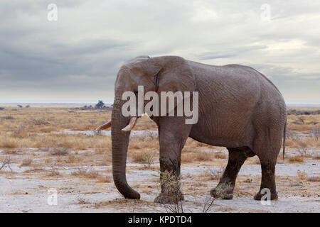 big african elephants on Etosha national park Stock Photo