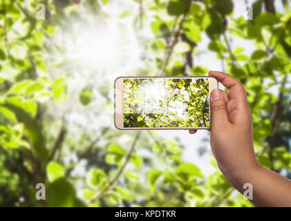 Green leaf with over sun light in smartphone on blurred background Stock Photo