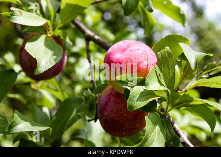Two ripe plums on the brach of a tree with many green leaves and fruit and a bokeh effect in the backgroud Stock Photo