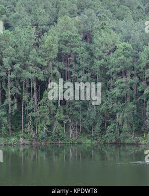 Beautiful view of pine tree reflection in a lake at Pang Oung national park in Mae Hong Son, Thailand Stock Photo