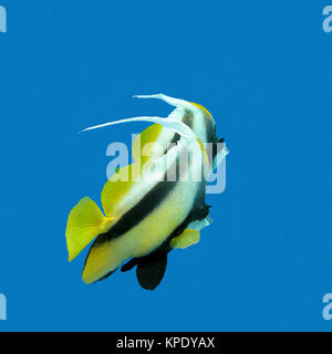 two exotic fishes bannerfish on a background of blue water, underwate Stock Photo