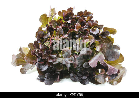 red oak lettuce isolated on white background Stock Photo