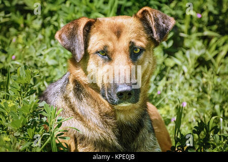 Portrait of Sstreet Dog Stock Photo