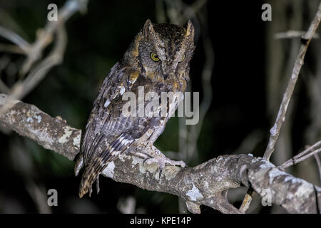 A Malagasy Scops-Owl (Otus rutilus) perched on a branch. Berenty Private Reserve. Madagascar, Africa. Stock Photo