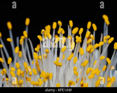 stamens and anthers an elephant ear bloom Stock Photo