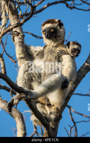 Mom and baby Verreaux's Sifakas (Propithecus verreauxi) sitting on a tree at Berenty Private Reserve. Madagascar, Africa. Stock Photo