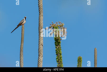 A Namaqua Dove (Oena capensis) perched on top of a Madagascar ocotillo plant in the Spiny Forest. Berenty Private Reserve. Madagascar, Africa. Stock Photo