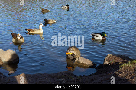 Nutria (Myocastor coypus) with carrot,ducks and Nile geese in a lake Stock Photo