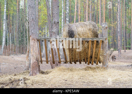Manger with hay for deer in forest Stock Photo