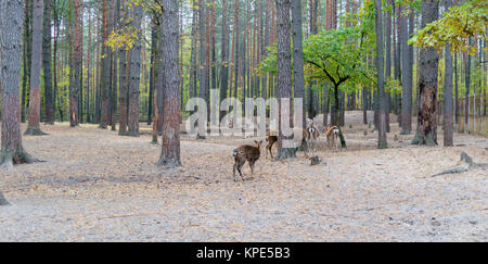 Herd of roe deer grazing in the forest Stock Photo