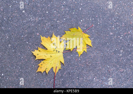 Two yellow autumn maple leaves lie on the asphalt pavement Stock Photo