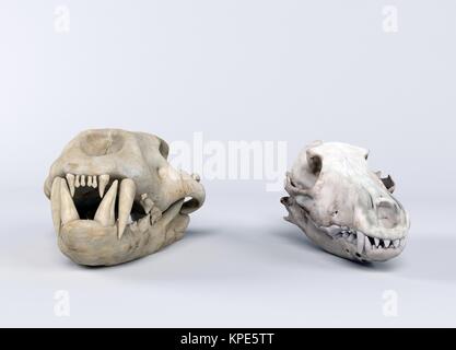 3d rendering of two dinosaur skulls Stock Photo