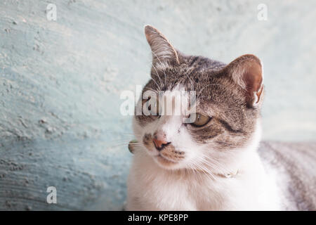 Thai cat pose with green background Stock Photo