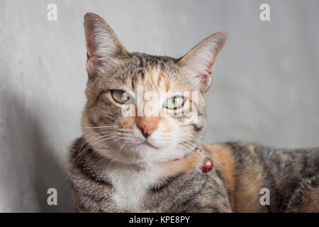 Thai cat pose with grey background Stock Photo