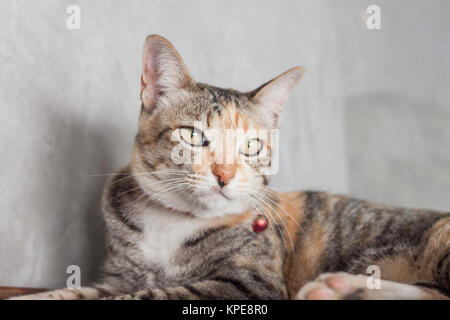 Thai cat pose with grey background Stock Photo