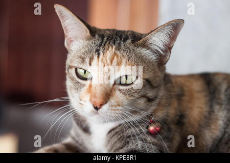 Thai cat pose at home Stock Photo
