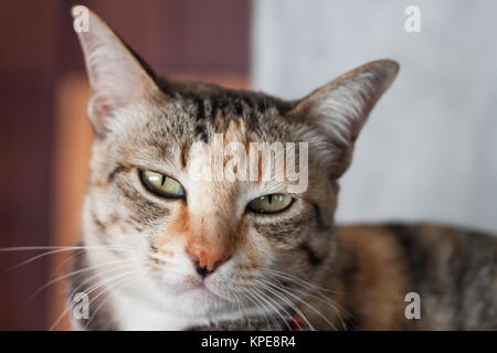 Thai cat pose at home Stock Photo
