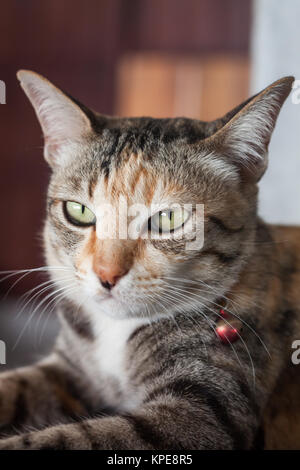 Thai cat pose at home Stock Photo