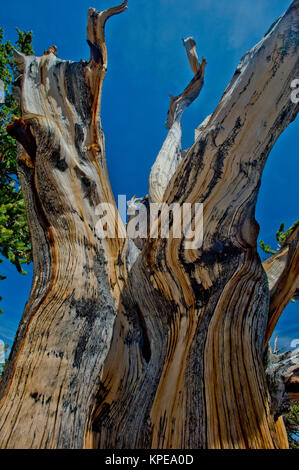 Bristlecone pine (Pinus longaeva) in Great Basin National Park Nevada. Oldest known non-clonal organism on earth