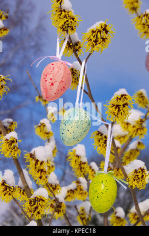 osterstrauch hamamelis - hamamelis shrub in easter time Stock Photo