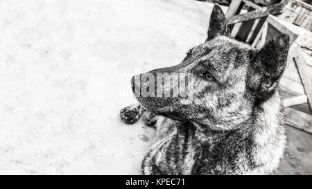 thai dog look like tiger skin in B/W Stock Photo