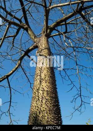 Chorisia tree trunk Stock Photo