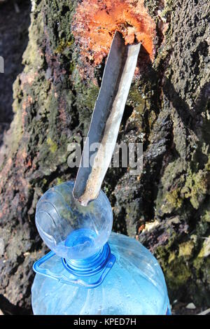 harvesting of birch juice Stock Photo