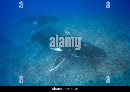 humpback whales, Megaptera novaeangliae, in competitive group or heat run, swim over coral reef, Vava'u, Kingdom of Tonga, South Pacific Stock Photo