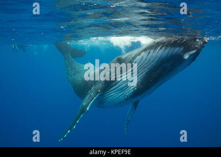 humpback whale, Megaptera novaeangliae, and snorkelers, Vava'u, Kingdom of Tonga, South Pacific, MR 497 Stock Photo