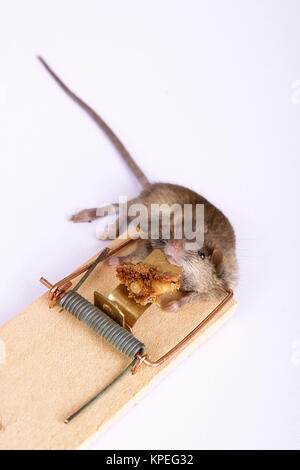 mouse in a mousetrap Stock Photo