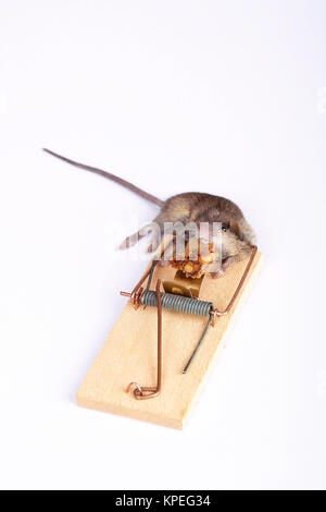 mouse in a mousetrap Stock Photo