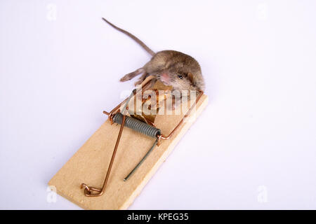 mouse in a mousetrap Stock Photo