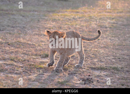 Wildlife in Maasai Mara, Kenya. Small lion cub all on his own in the open grassland. Stock Photo