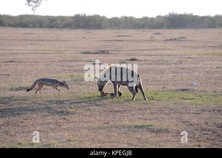 Wildlife in Maasai Mara, Kenya. Hyena and jackal scavenging dead wildebeest. Stock Photo